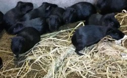 2025黑豚养殖技术