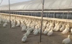 旱鸭鸭棚怎么建？技术要点有哪些？