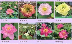 荷花的品种有多少钱
