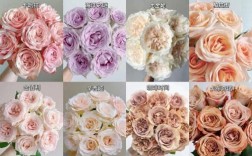 玫瑰花品种到底有多少种？