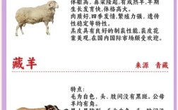 羊的体重哪个品种最小？