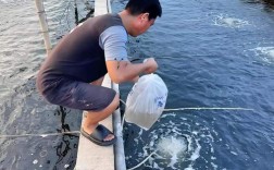 南美白虾海水养殖技术要点有哪些？