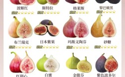 无花果品种有哪些？看图识别。
