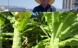 莴笋生态种植技术有哪些关键要点？