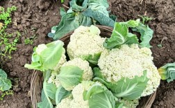 花菜种植从育苗到采收的全套技术视频，如何掌握关键步骤实现高产优质？