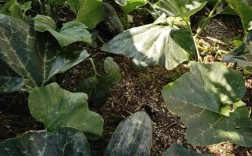 密本南瓜露地种植技术要点有哪些？