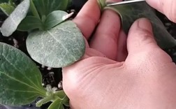 瓜类嫁接技术视频光盘如何高效学习？