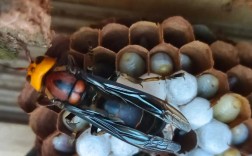 广东胡蜂有哪些常见品种？