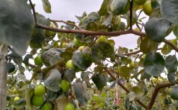 青枣种植技术视频有哪些关键要点？