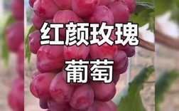 红色葡萄品种有哪些？