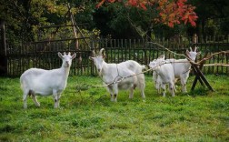 白山羊哪些品种生长速度慢？