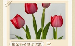 郁金香品种有多少个