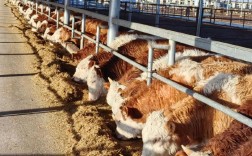 种草养牛技术如何高效应用？