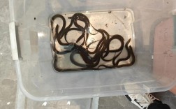 上海水产市场黄鳝价格为何波动？