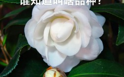 北方山茶花有哪些耐寒养殖品种？