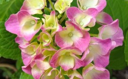 八仙花哪些品种最值得种？