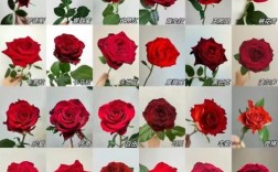 红玫瑰品种有哪些？常见品种及图片介绍。