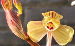 黄金荷是何种兰花品种？