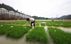 稻田高产技术视频，关键要点有哪些？