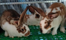 獭兔2025年价格行情会涨还是会跌？