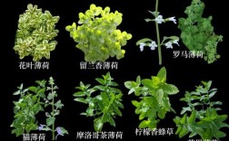 药用薄荷品种有哪些？图片如何辨别？