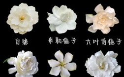 哪些栀子花品种可食用？