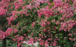 木棉树品种有多少？附图片可识别吗？