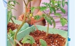 西红柿种植技术哪里学？