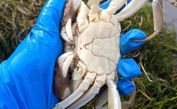 河蟹高效养殖技术有哪些关键要点？