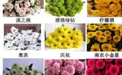 今年最火雏菊品种究竟是什么？