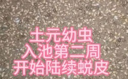 土元幼虫养殖技术要点有哪些？