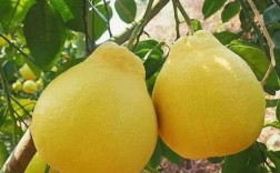 沙田柚哪个品种更好？