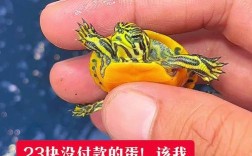 2025年火焰龟价格会涨还是跌？