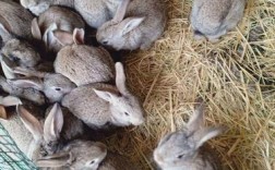 哪些兔子品种出肉率最高？