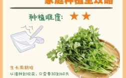 香菜种植技术有哪些要点？