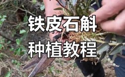 铁皮石斛种植技术有哪些关键要点？