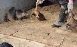 老鼠养殖技术视频全集，哪里能看？