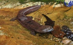 今年娃娃鱼市场价格多少钱一斤？