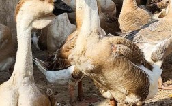 广东养肉鹅，哪些品种最合适？