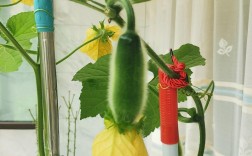 盆栽冬瓜管理技术视频有哪些要点？