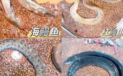 鳗鱼品种有哪些？附图片怎么识别？