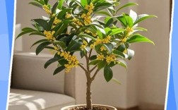 桂花树怎么种？施肥有哪些技巧？