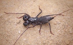 广东的蝎子是什么品种