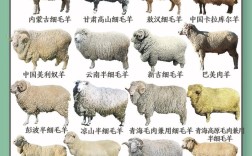 羊的品种有哪些？附图片大全？