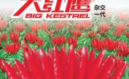 三樱椒哪个公司的品种品质更优？