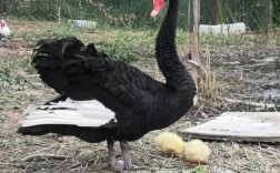 黑色幼鹅是什么品种
