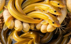 今日泥鳅价格多少钱一斤？