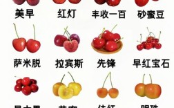 樱桃品种哪个最好？