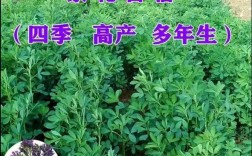 牧草亩产最高的品种是什么？