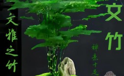 文竹存在真正矮化品种吗？还是仅靠修剪控制高度？